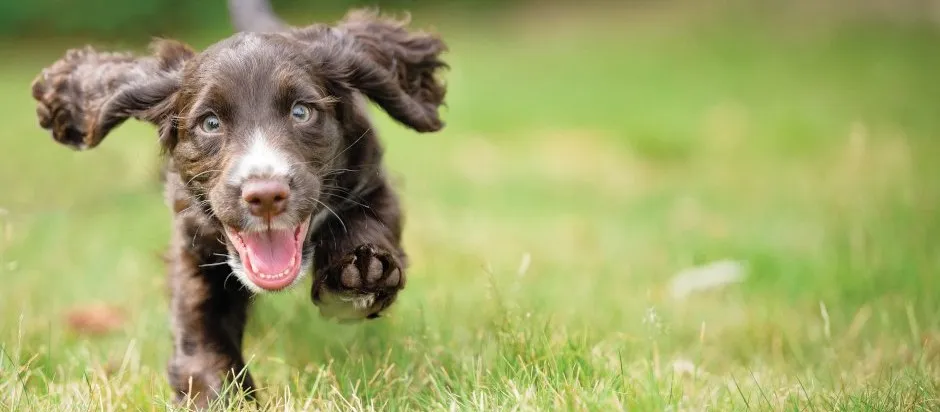 Brown curly haired puppy running in the grass towards the camera